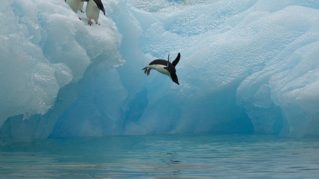 Adelie penguins (Pygoscelis adeliae) diving off iceberg, Antarctica, January