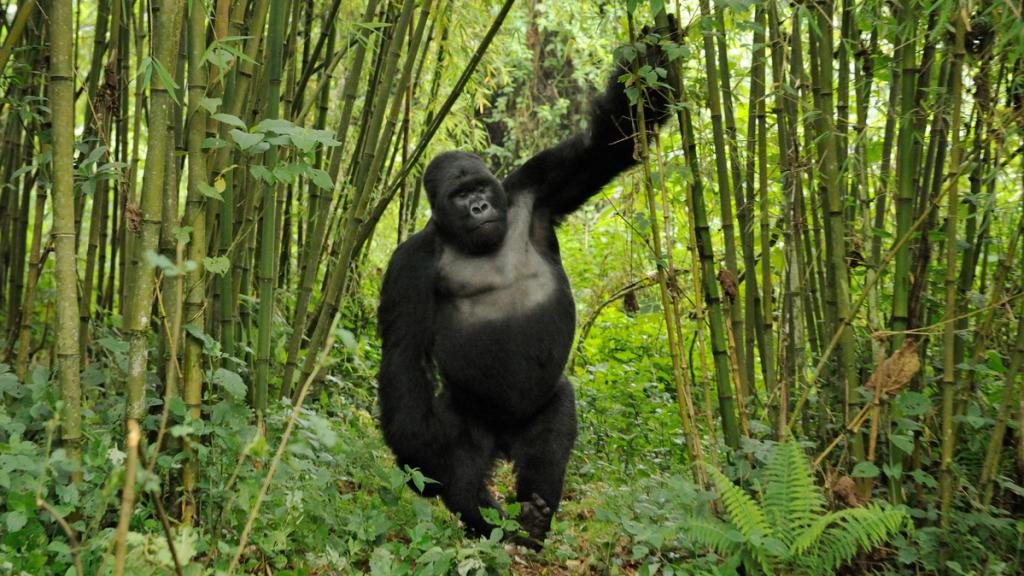Mountain Gorilla (Gorilla beringei) silverback drunk on bamboo shoots Rwanda.Note - if gorillas eat an excess of bamboo shoots they can become intoxicated