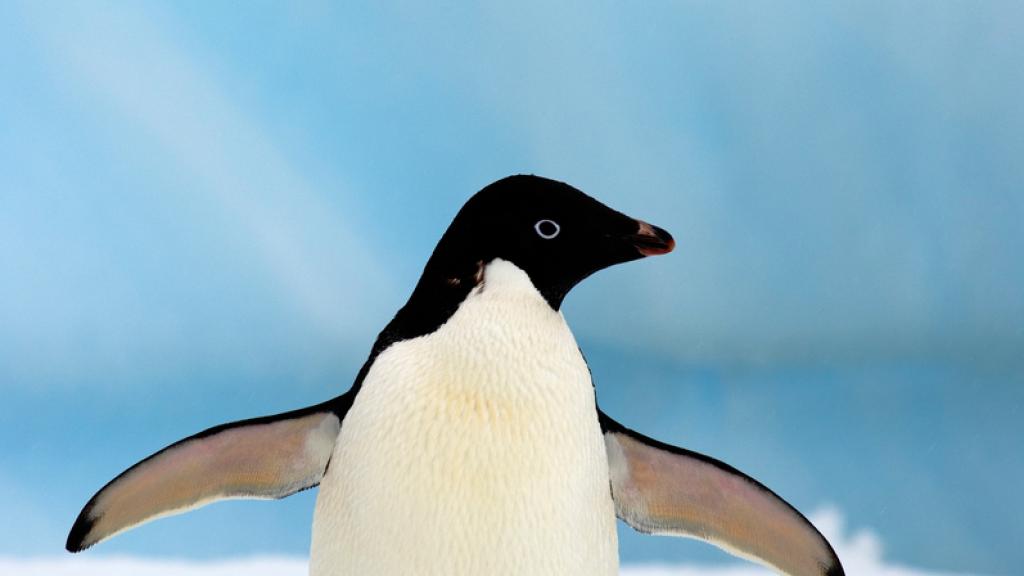 Adelie penguin (Pygoscelis Adeliae) on glacial ice along the western Antarctic Peninsula, Southern Ocean