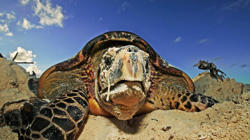Hawksbill turtle 