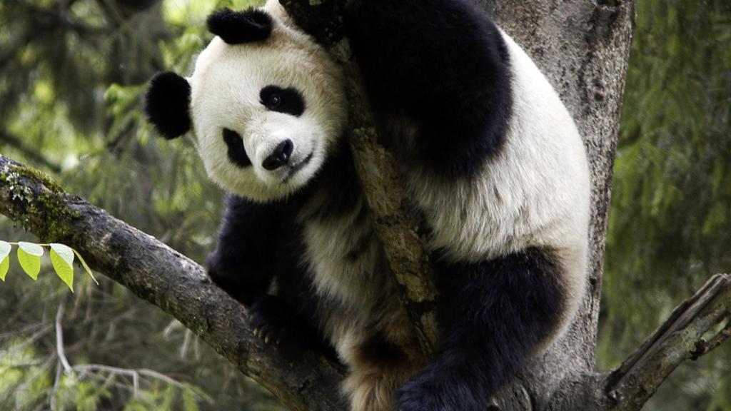 Giant panda in tree, Wolong Nature Reserve, China.