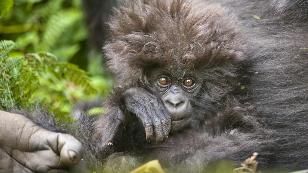 Mountain Gorilla Mother and baby 