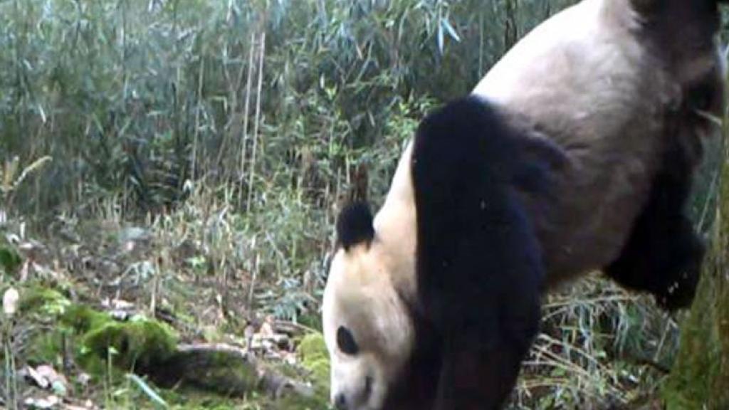 Wild Giant Panda scenting a tree