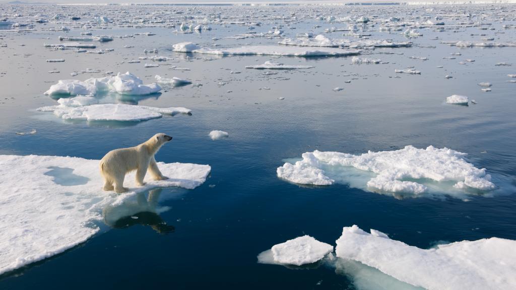 Polar bear on ice