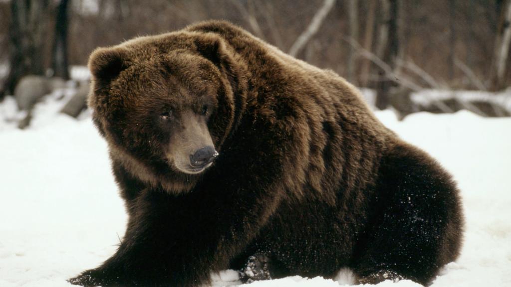Grizzly bear