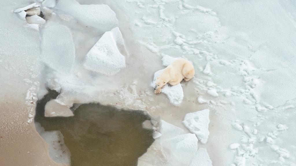 Polar bear waits by seal breathing hole
