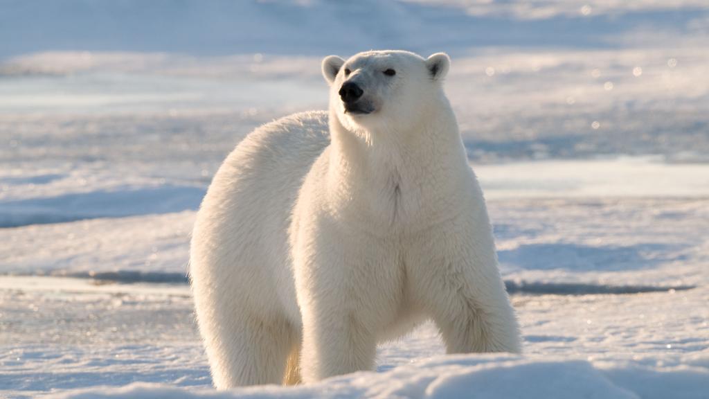 Male polar bear