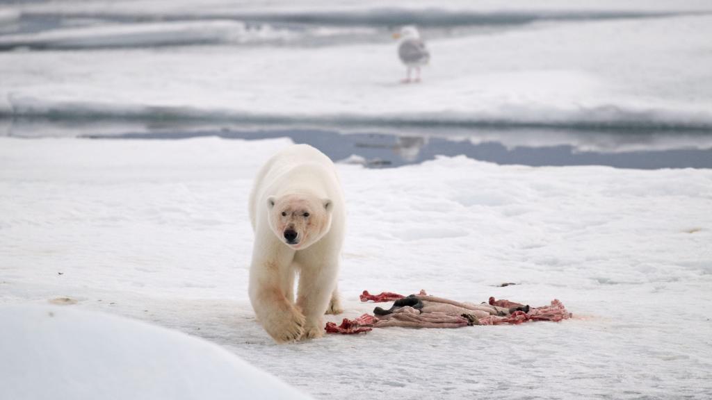 Polar bear hunt image
