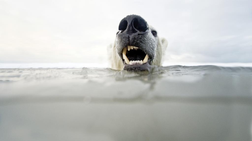 Polar bear swimming