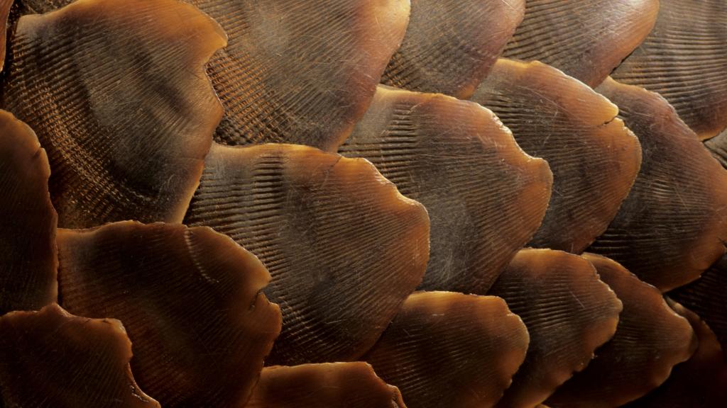Pangolin scales