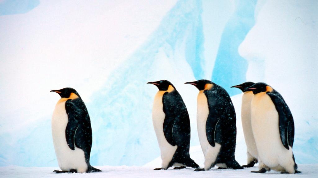 Emperor penguin Group against background of blue ice