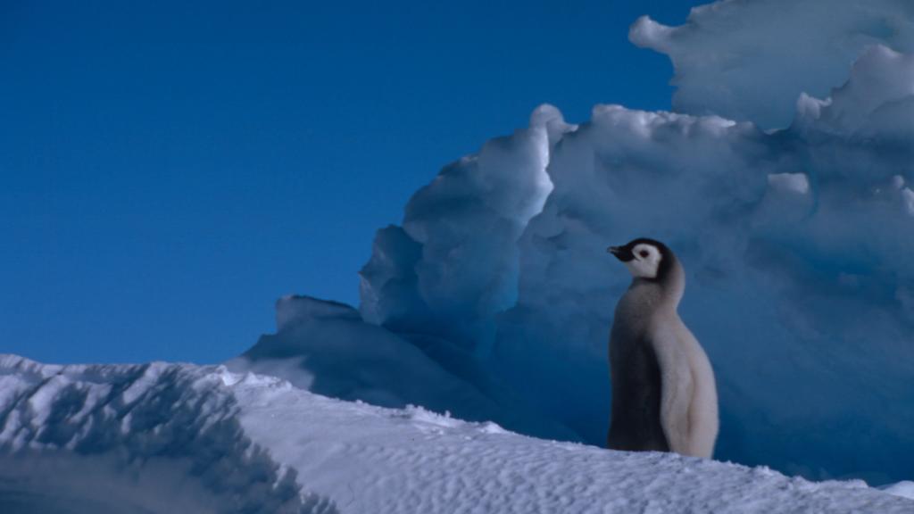 Emperor penguin Chick Dawson-Lambton Glacier, Antarctica