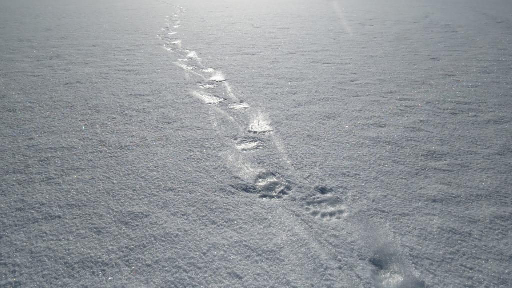 Polar bear footprints