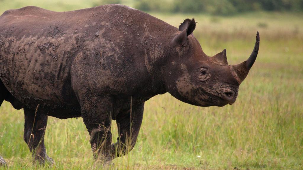 Black rhino