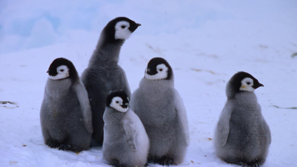 Five emperor penguin chicks