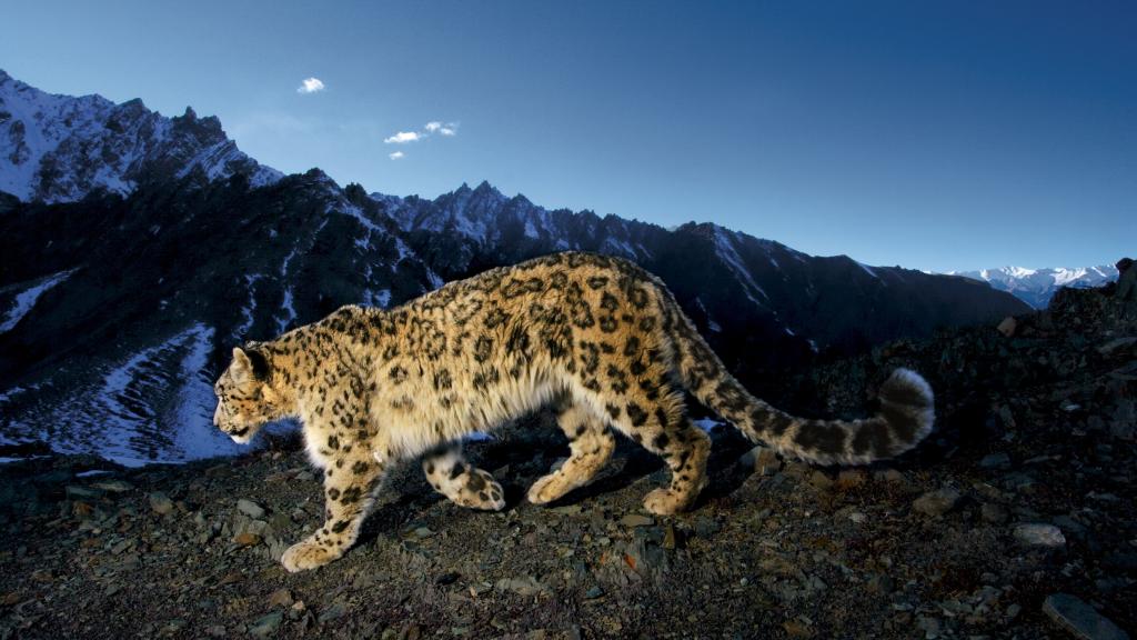 Snow leopard camera trap image, India