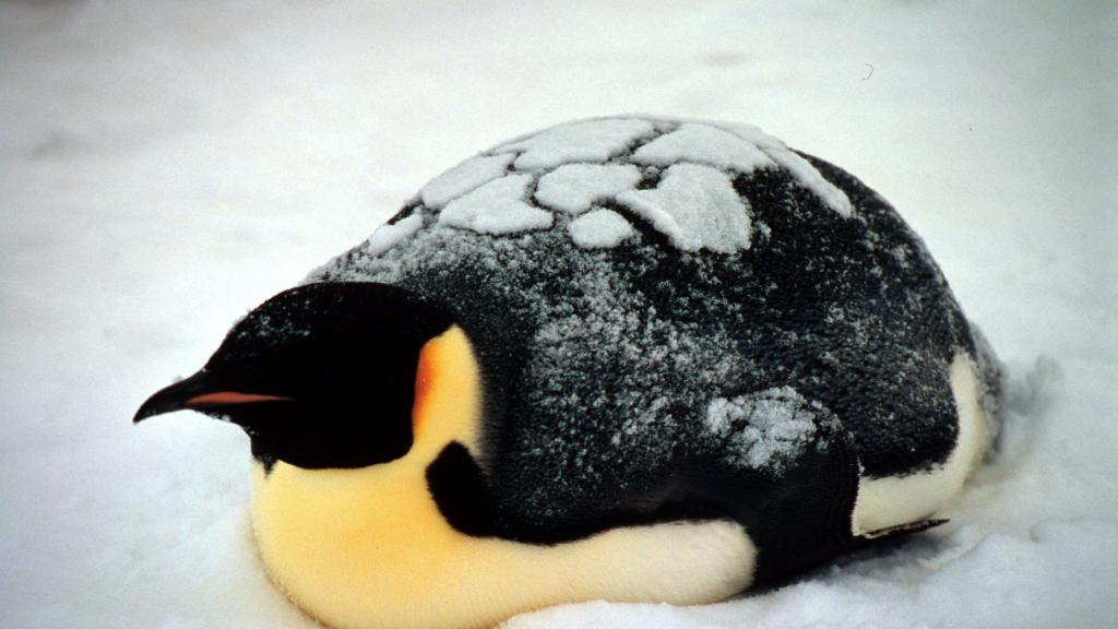 Emperor penguin lying down, Dawson-Lambton Glacier, Antarctica