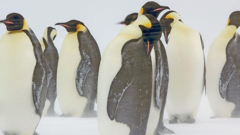 Emperor penguin adults in a snow storm