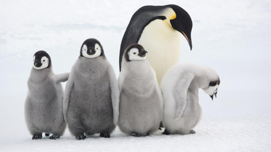 Emperor penguin adult and chicks