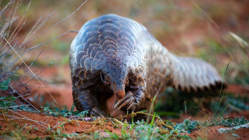 Ground pangolin