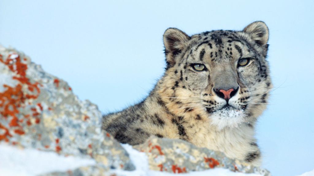 Uncia uncia Snow leopard Rocky Mountains in winter Montana, United States of America (A captive trained animal used for photography and filming) © Klein & Hubert / WWF