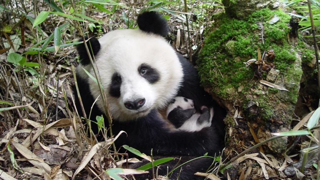 Giant panda © WWF China / Yong Yange