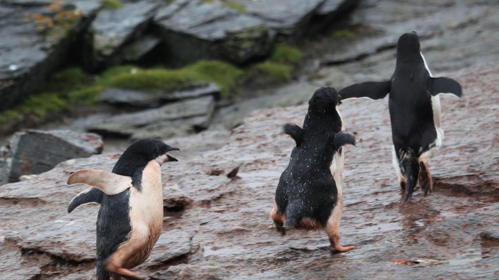 Adelie penguin chicks chase an adult for food
