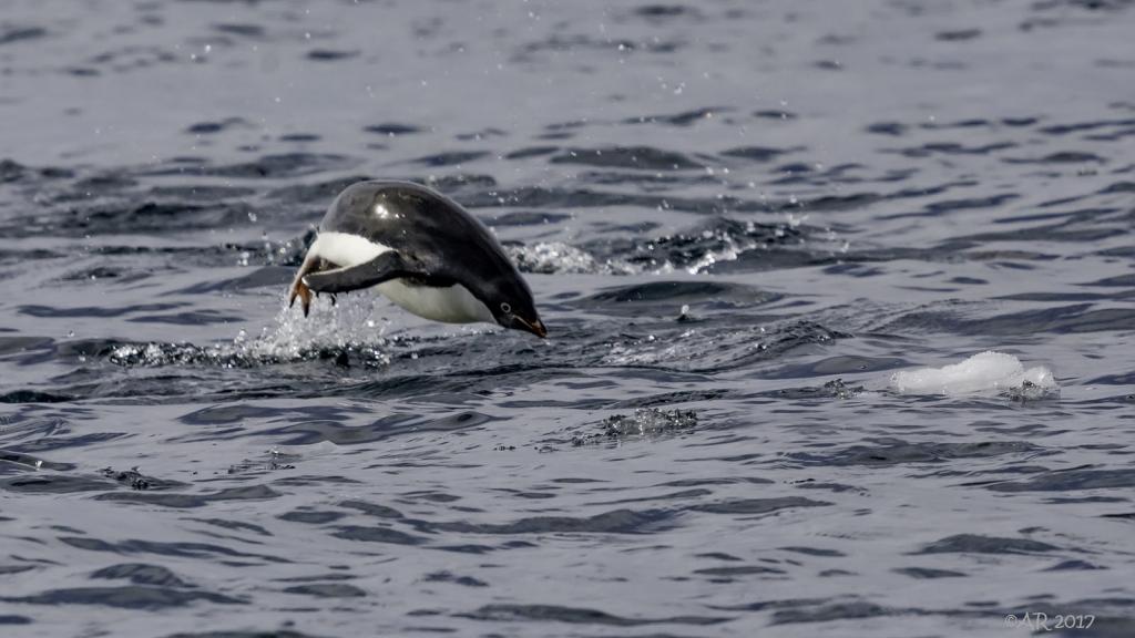 Adelie penguin jumping out of the water while swimming