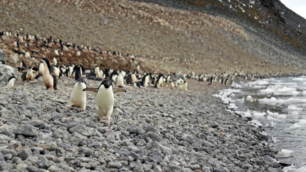 Adelie penguins on a rocky beach, Antarctic.