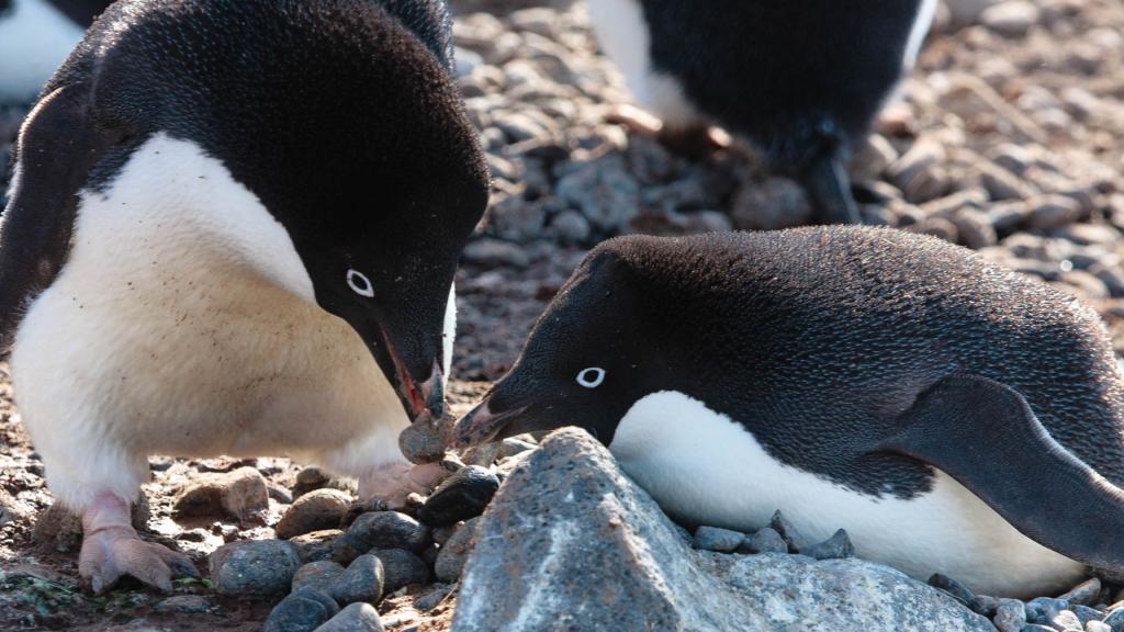 Adelie penguins nest building