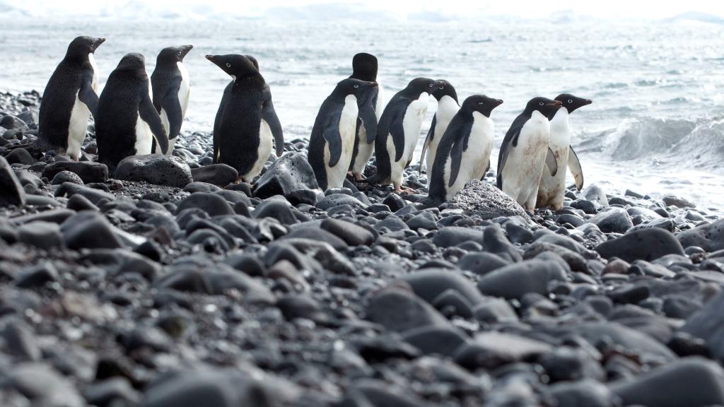 Adelie penguins standing on rocky coast, Antarctica.