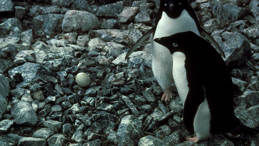 Adelie penguin pair with their egg in the nest