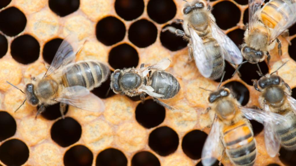 A beehive in Cockermouth, Cumbria, UK that has been infected and damaged by the Varroa destructor mite.