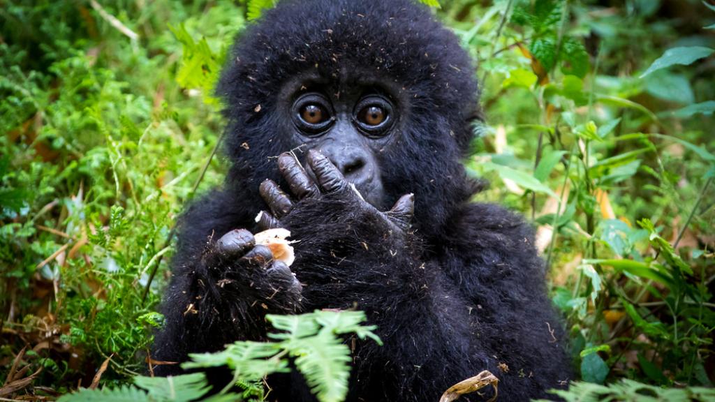 Baby gorilla eating