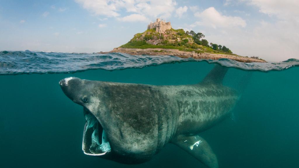 Basking shark off St Michael's Mount, Cornwall