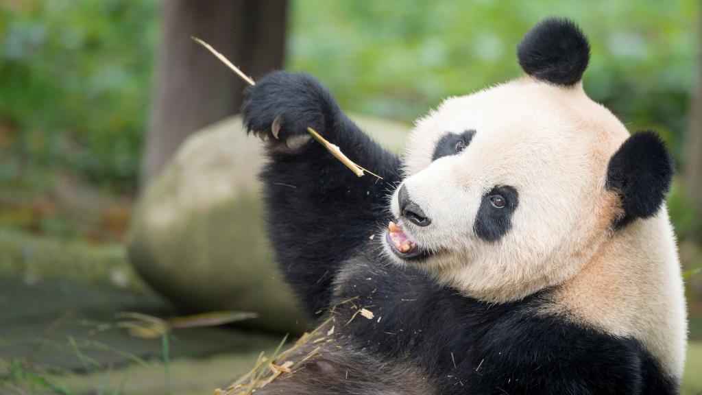 Portrait of a giant panda ( Ailuropoda melanoleuca ). Bifengxia Panda Base, Sichuan. China © Richard Barrett / WWF-UK