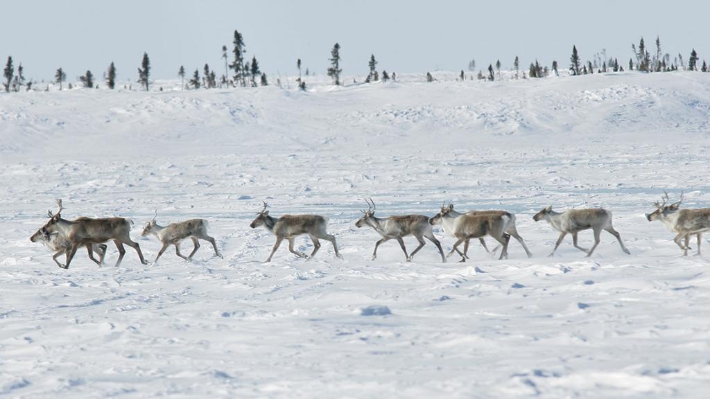 Reindeer herd, Canada 