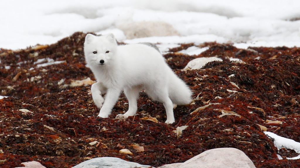 An Artic Fox wandering through the snow