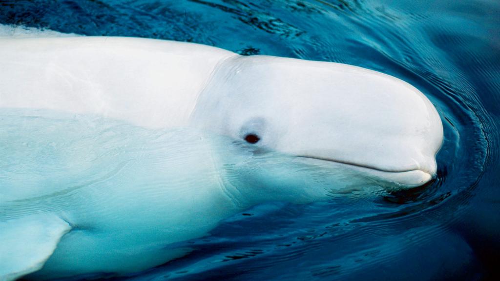 Beluga whale