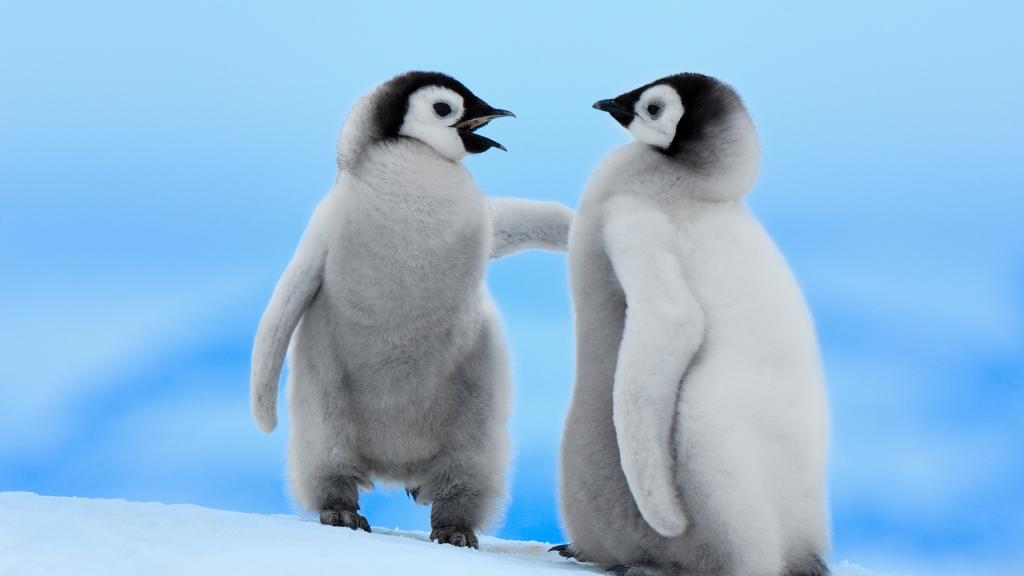 Emperor penguin chicks