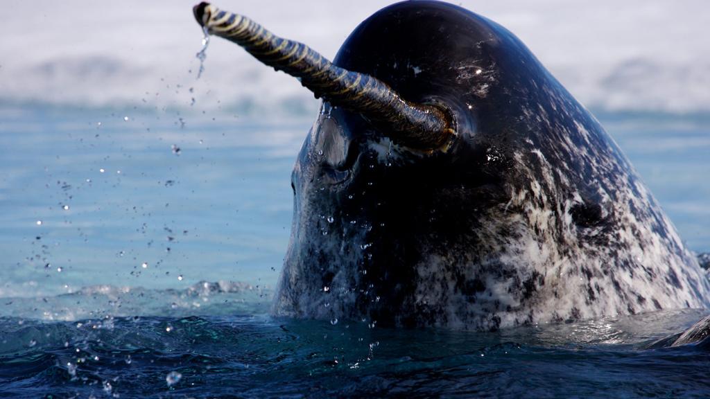 A Narwhal rising out of the sea