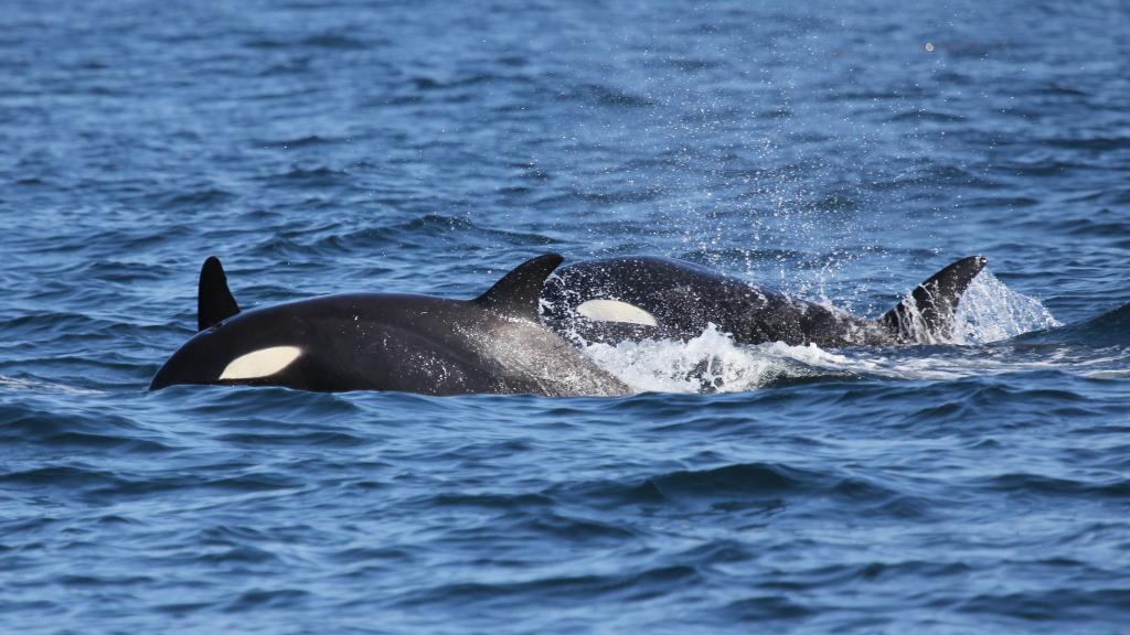 Orca, Canada