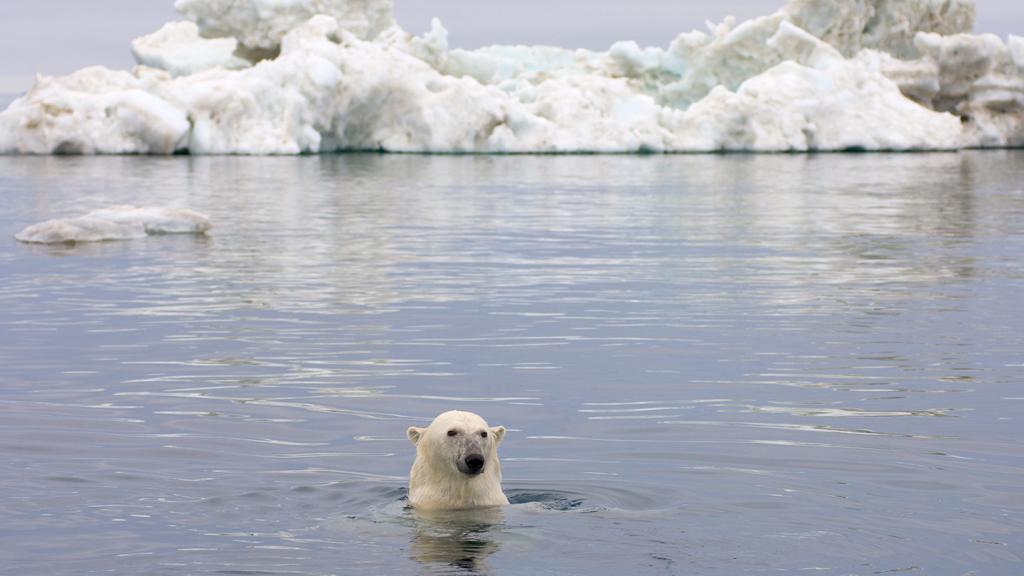 Polar bear swimming in Alaska