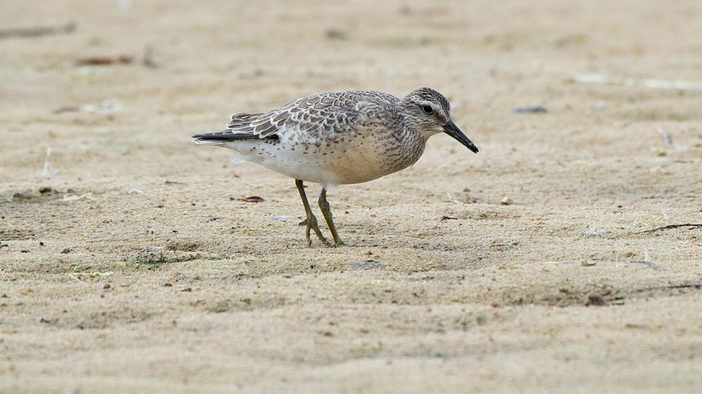 Red Knot juvenile, Tresco, Isles of Scilly
