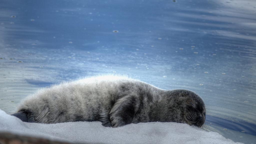 Saimaa ringed seal pup