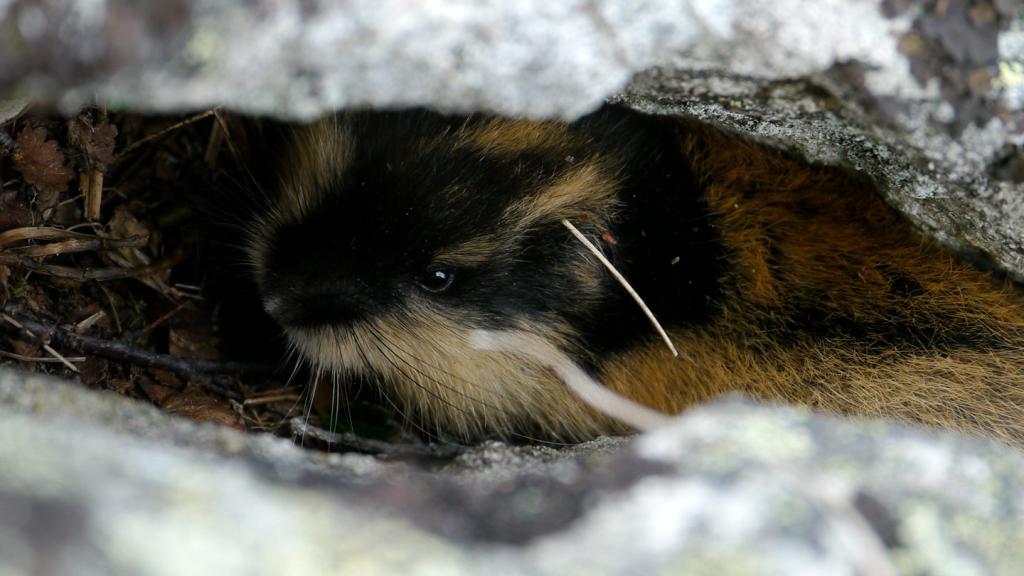Scandinavian lemming in Sweden