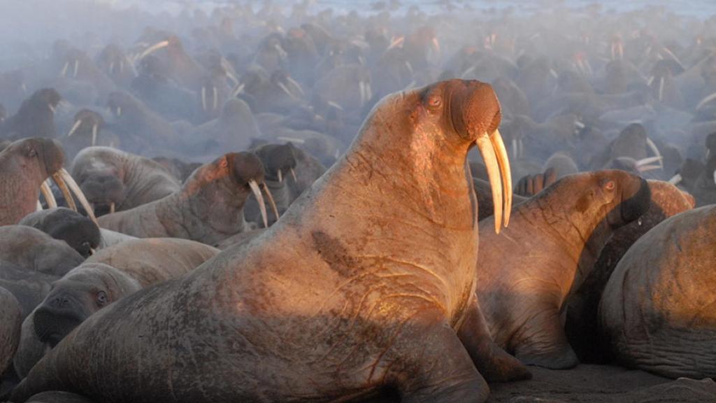 Male Pacific Walrus