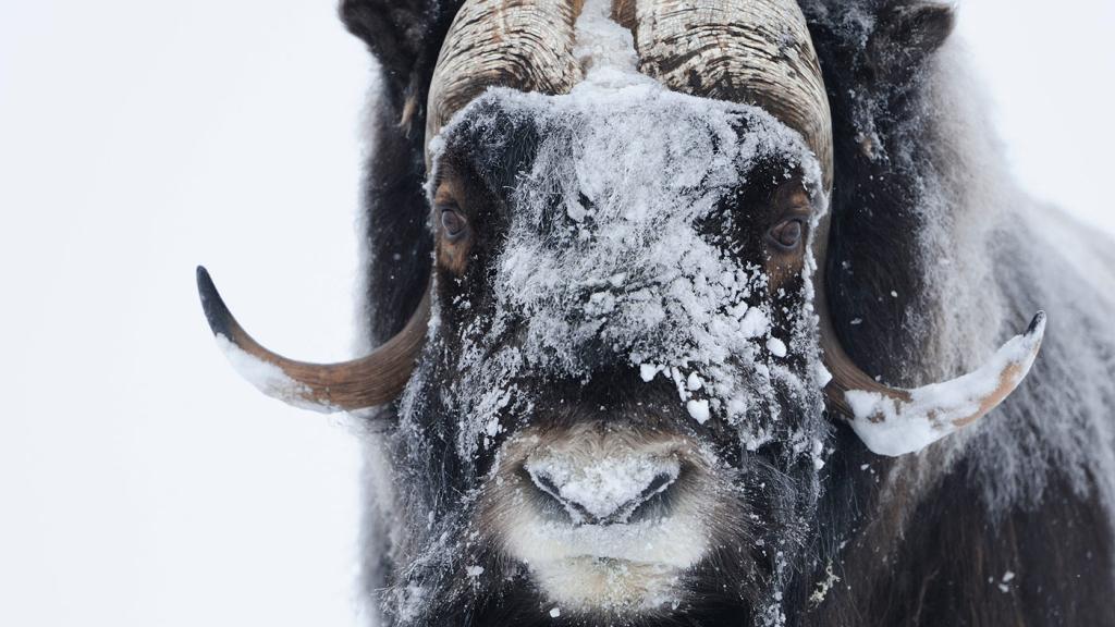 Muskox, Norway