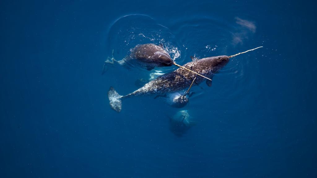 Narwhals swimming together