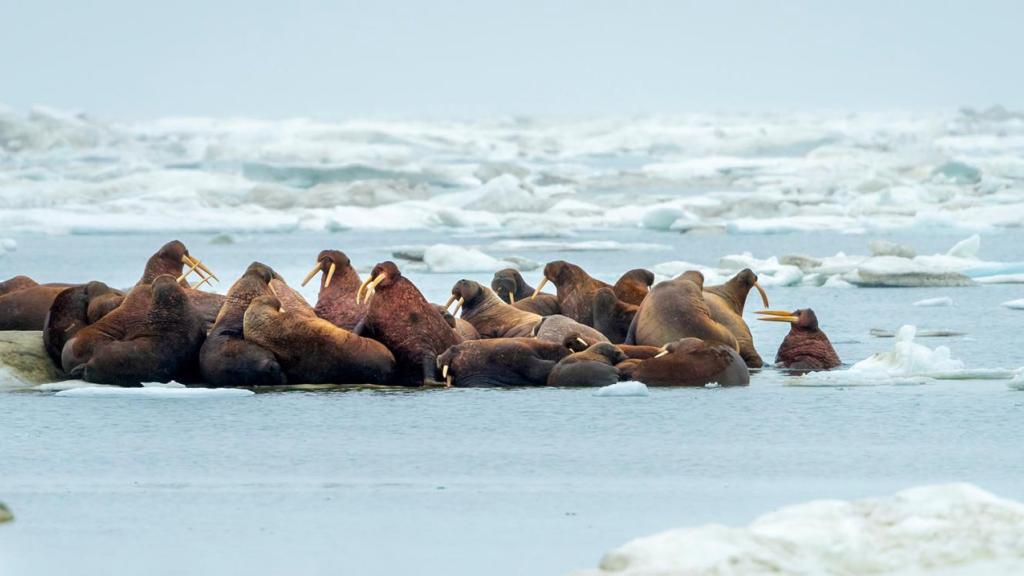 Walrus On Ice